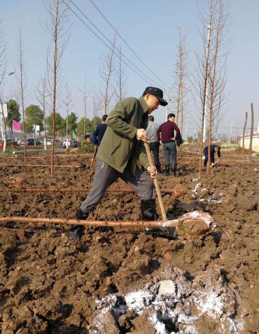 河道局党委班子成员积极参加监利县县委县政府组织的植树节活动