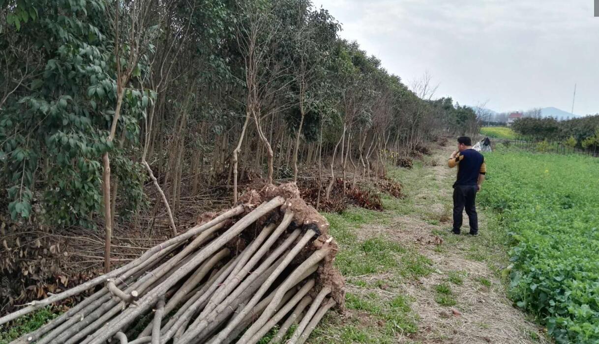 2018年初监利县长江河道管理局尺八段植树放样