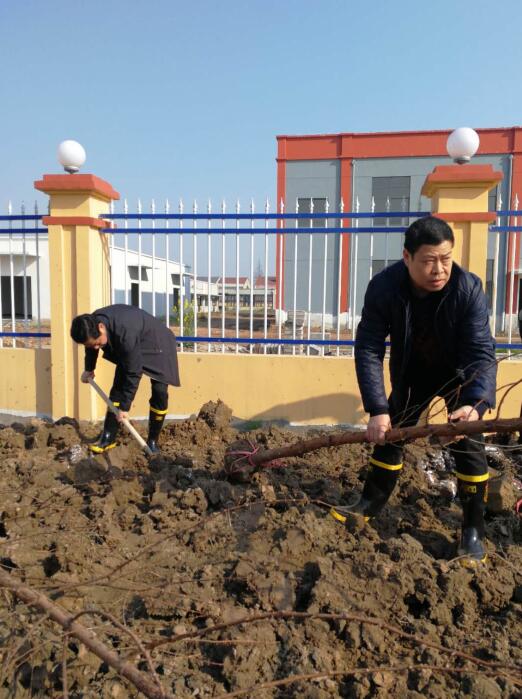 河道局党委班子成员积极参加监利县县委县政府组织的植树节活动